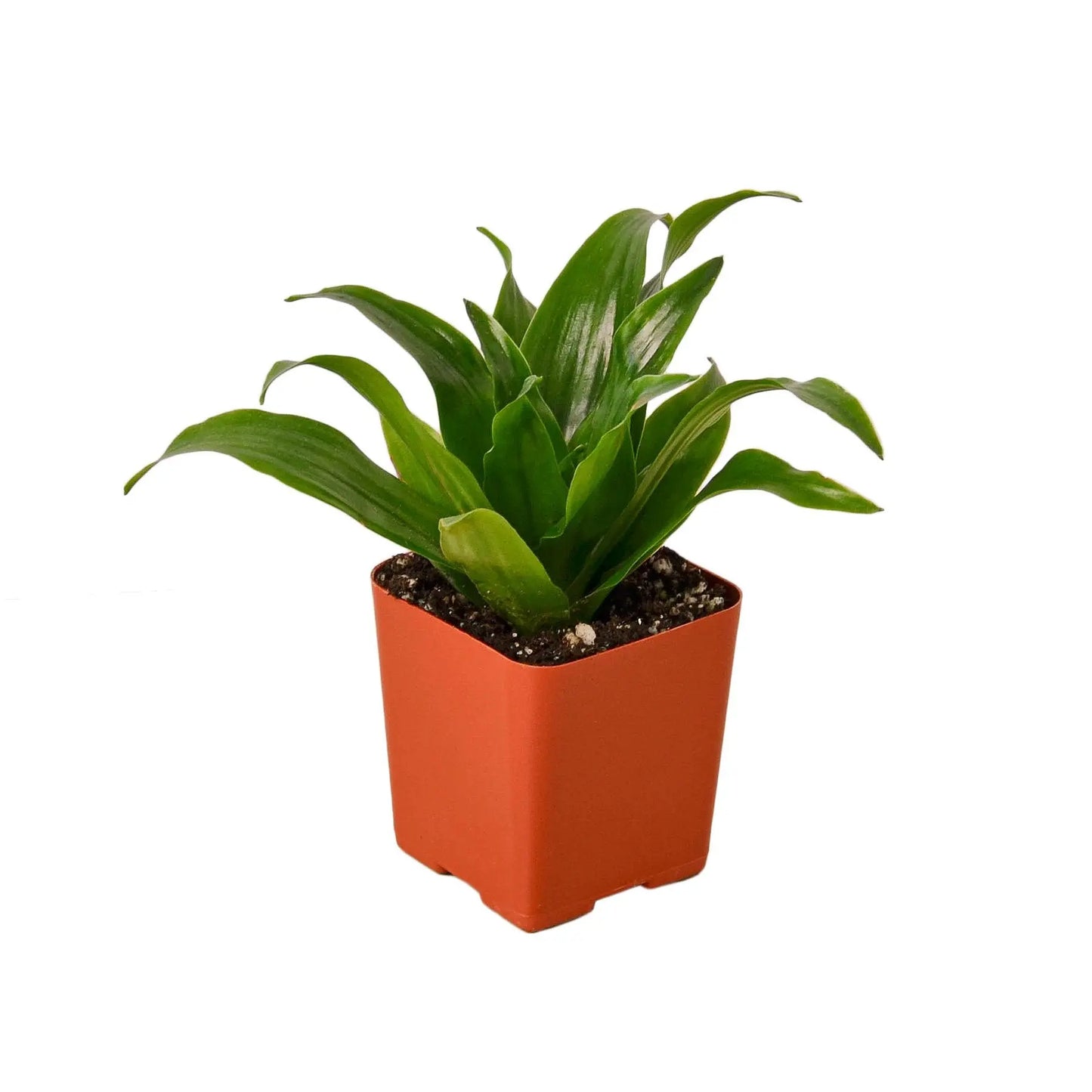 Dracaena Janet Craig Dracaena Janet Craig HouseplantExperience.com