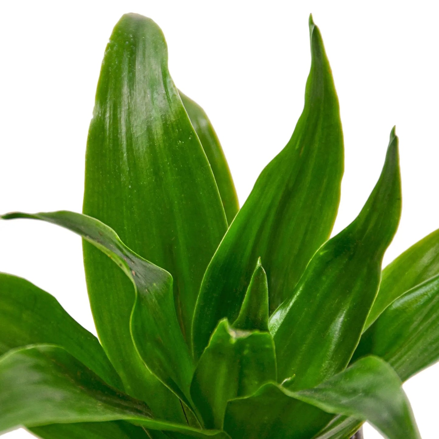 Dracaena Janet Craig Dracaena Janet Craig HouseplantExperience.com