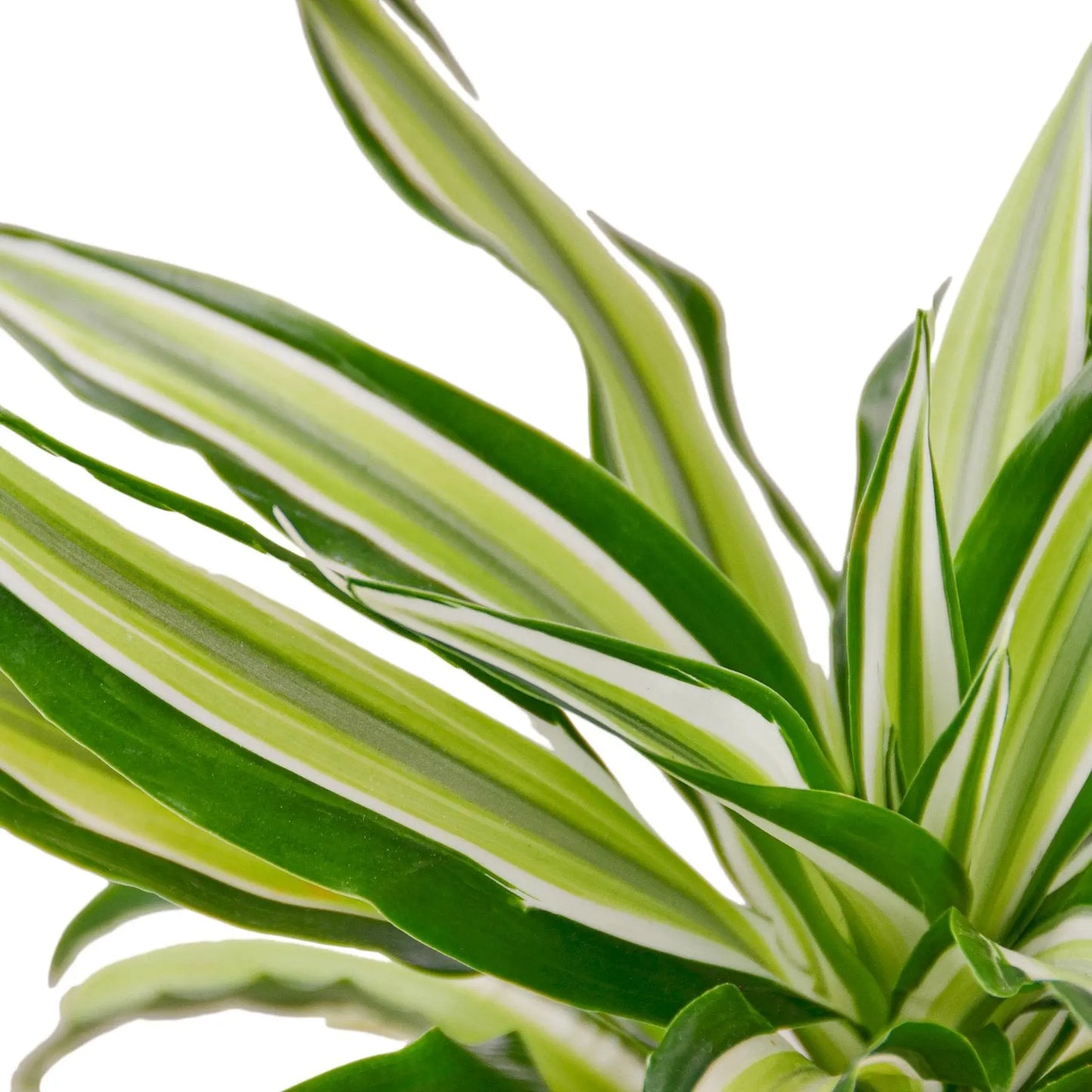 Dracaena Malaika Dracaena Malaika HouseplantExperience.com