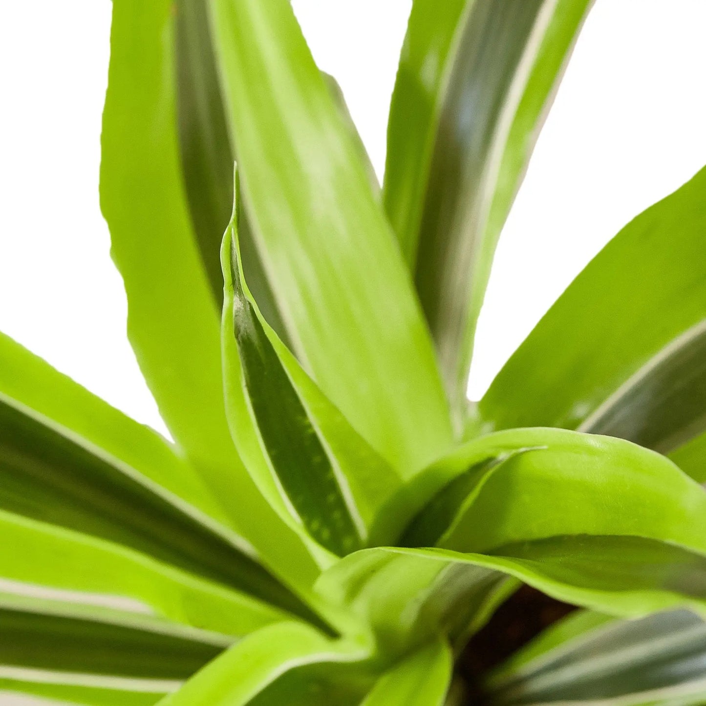 Dracaena Deremensis 'Lemon Lime' HouseplantExperience.com
