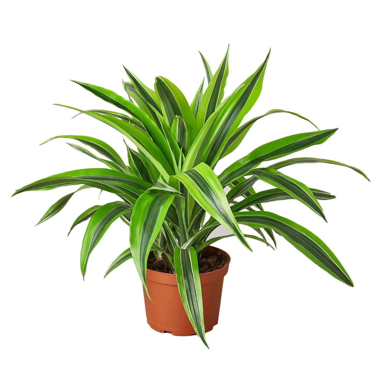 Dracaena Deremensis 'Lemon Lime' HouseplantExperience.com