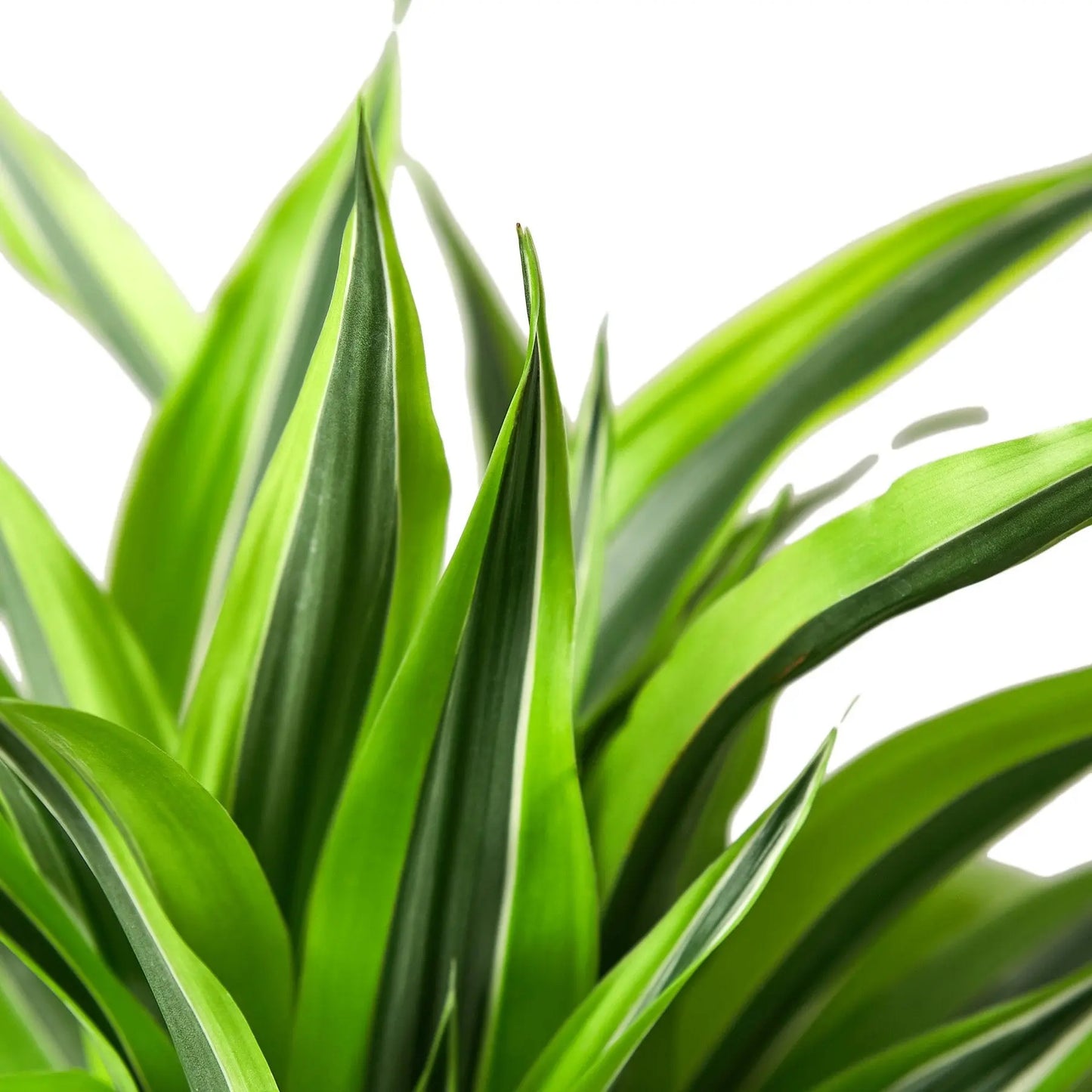 Dracaena Deremensis 'Lemon Lime' HouseplantExperience.com