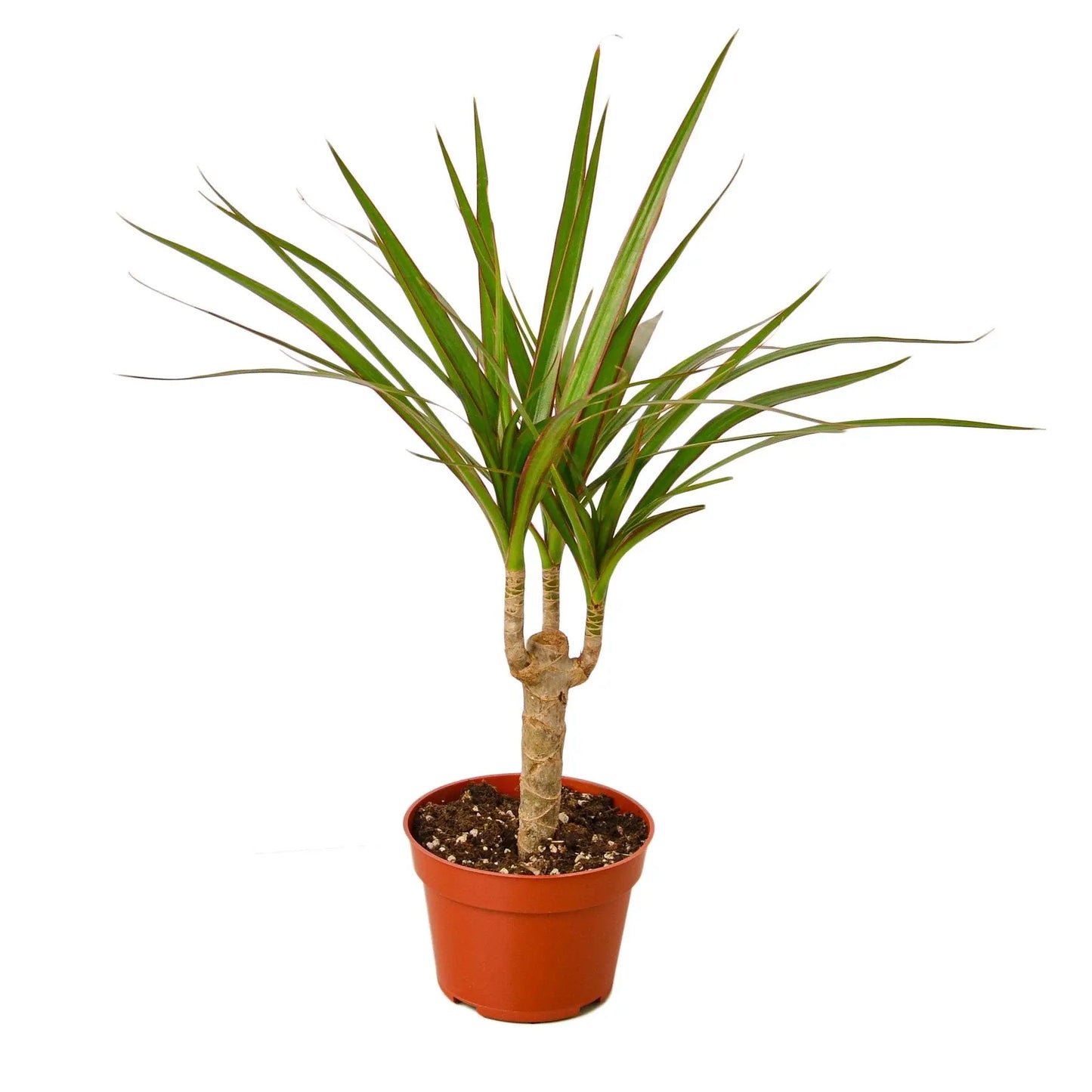 Dracaena Marginata Cane Dracaena Marginata Cane HouseplantExperience.com