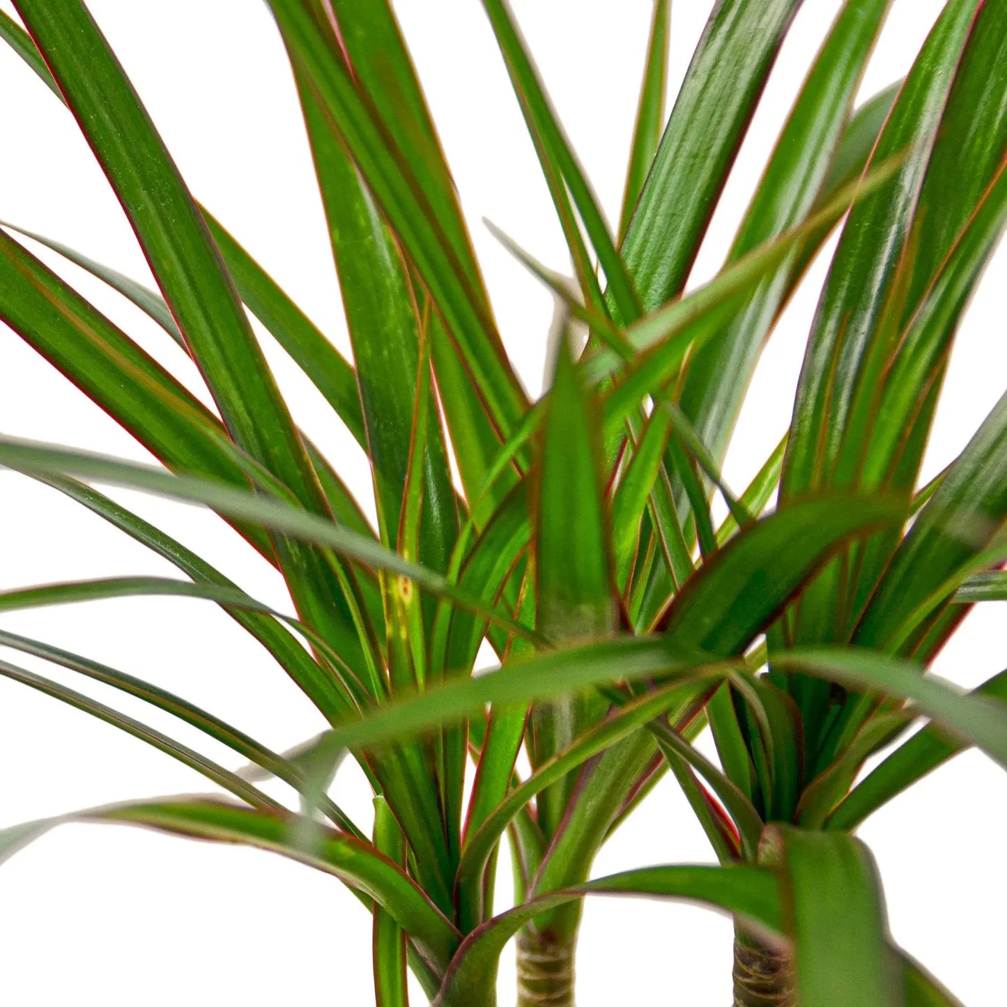Dracaena Marginata Cane Dracaena Marginata Cane HouseplantExperience.com
