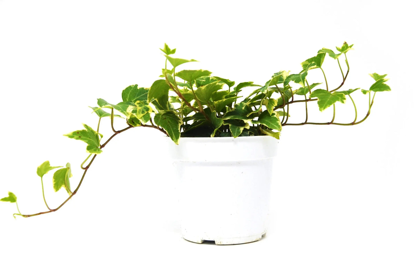 English Ivy Eva English Ivy Eva HouseplantExperience.com