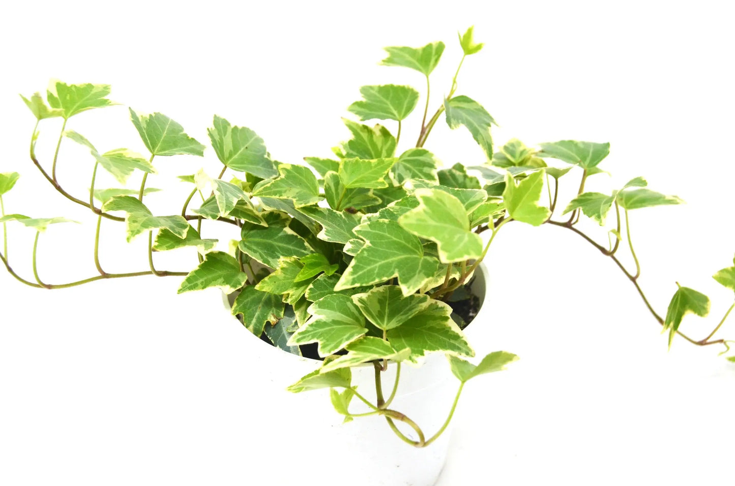 English Ivy Eva English Ivy Eva HouseplantExperience.com