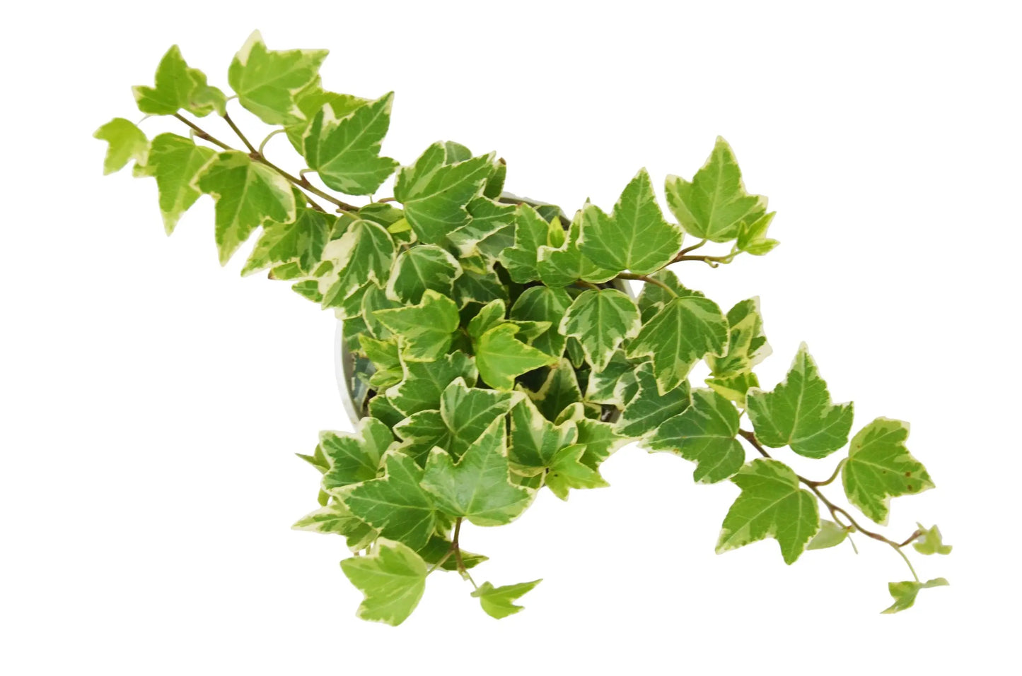 English Ivy Eva English Ivy Eva HouseplantExperience.com