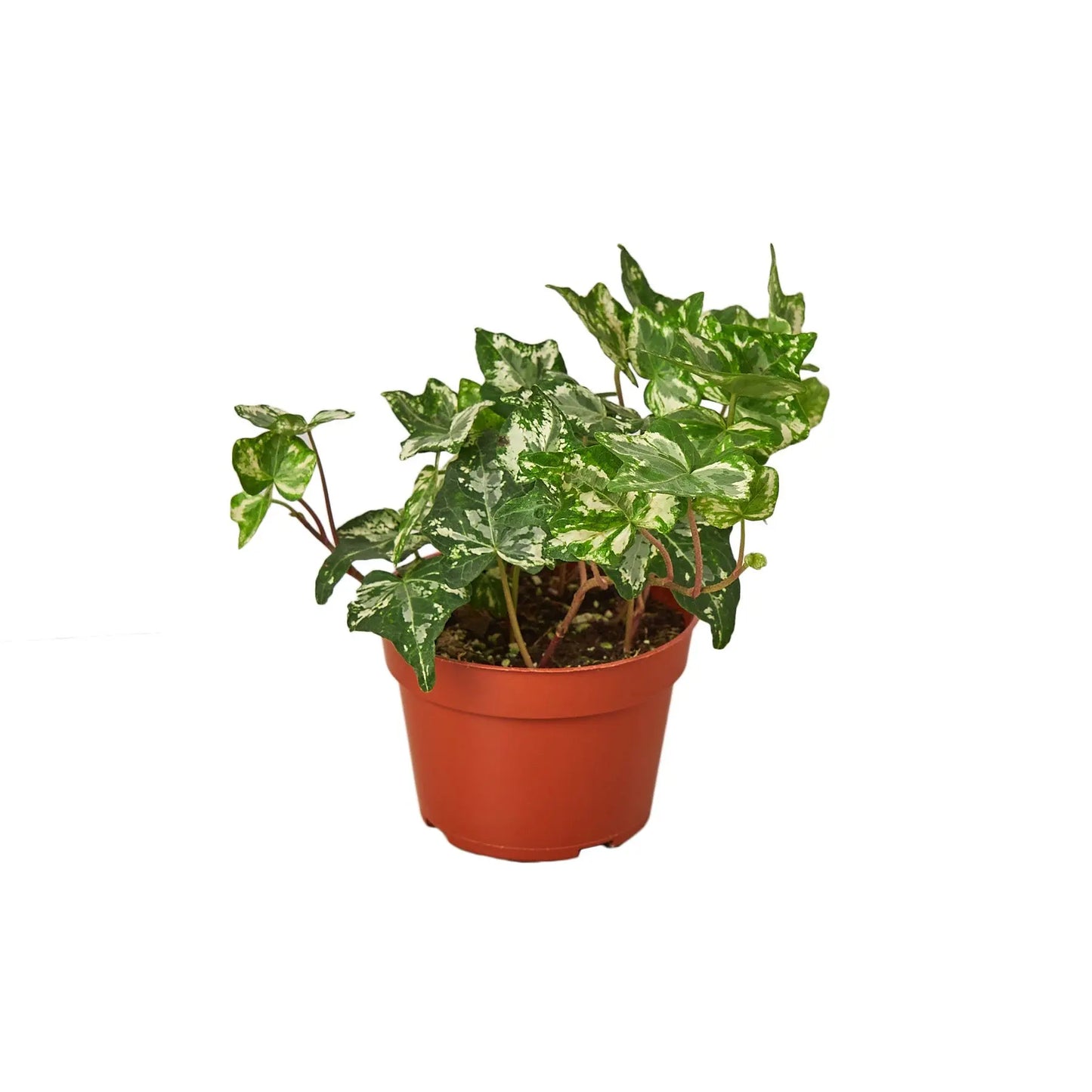 English Ivy 'Kolibre' English Ivy 'Kolibre' HouseplantExperience.com