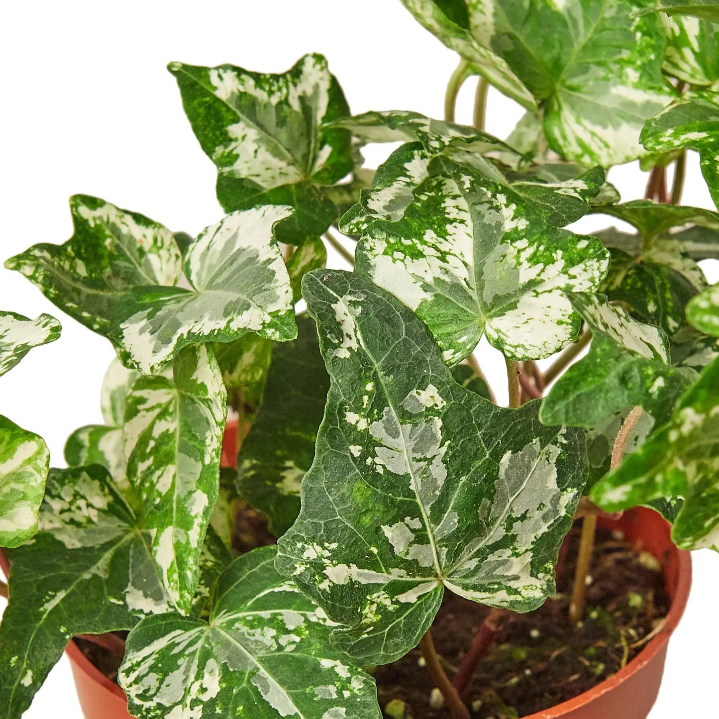 English Ivy 'Kolibre' English Ivy 'Kolibre' HouseplantExperience.com