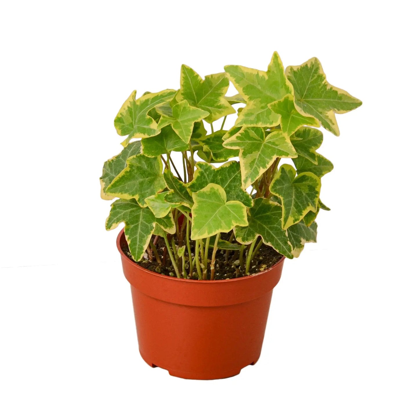 English Ivy Gold Child HouseplantExperience.com
