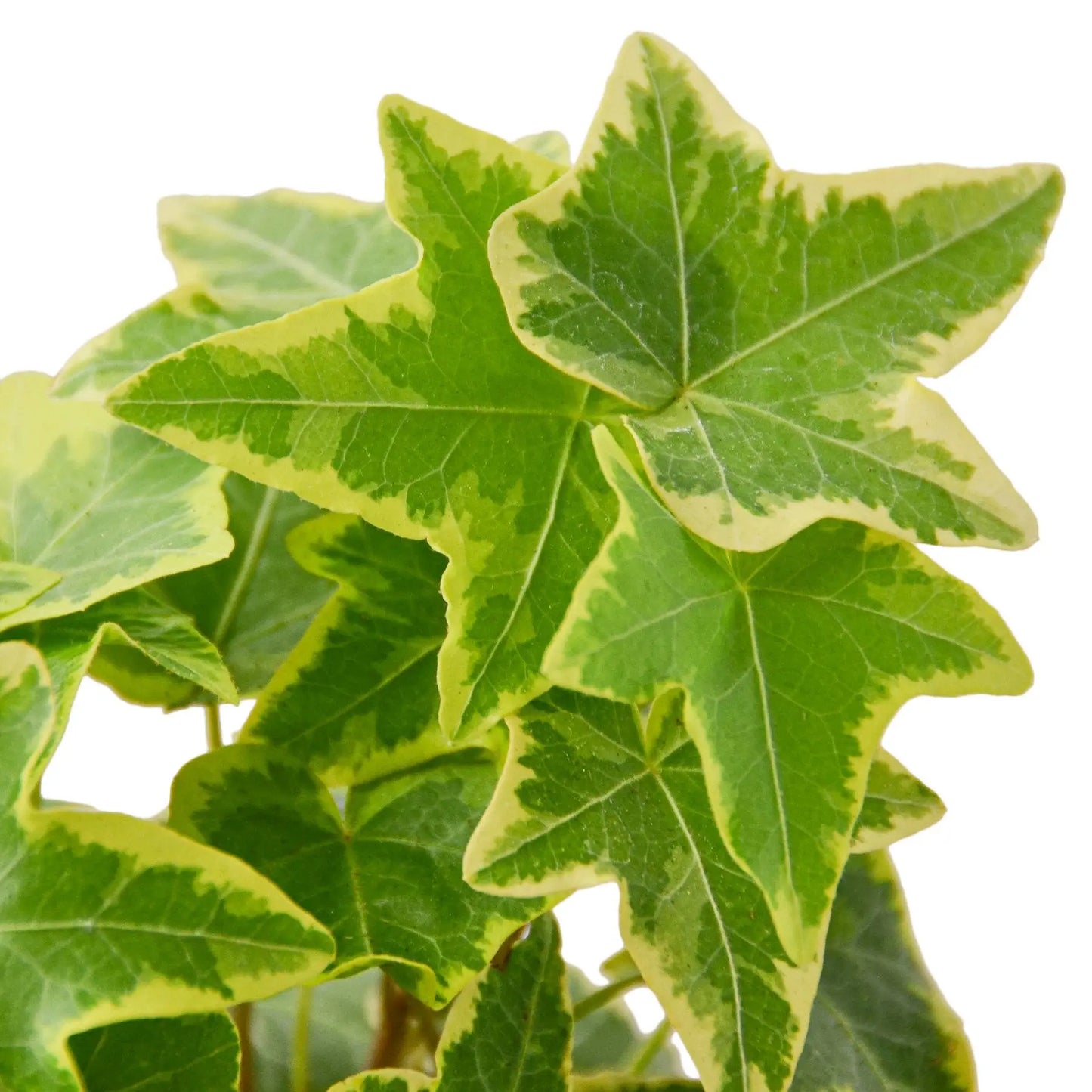 English Ivy Gold Child HouseplantExperience.com