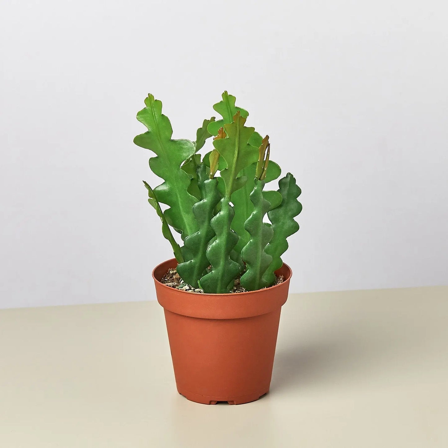Epiphyllum 'Ric Rac' Cactus Epiphyllum 'Ric Rac' Cactus HouseplantExperience.com