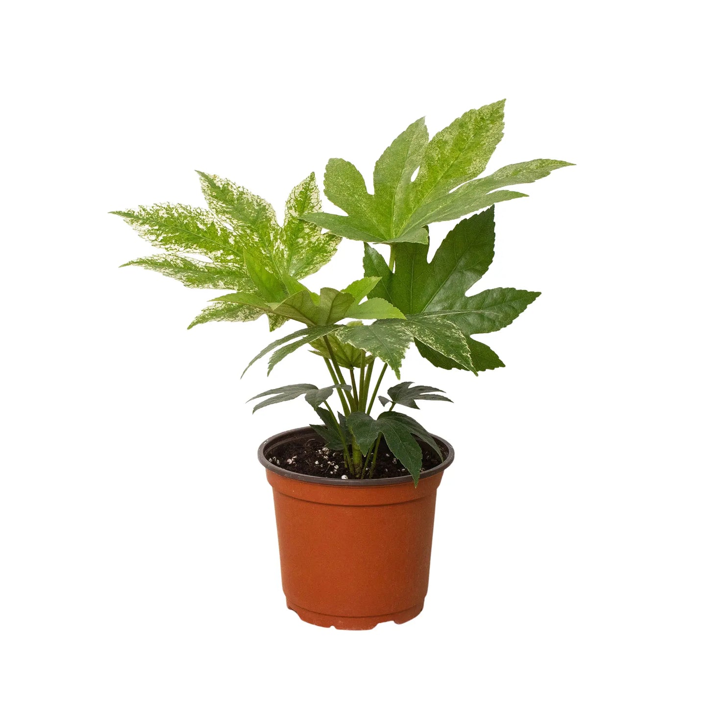 Fatsia 'Spider's Web' Fatsia 'Spider's Web' HouseplantExperience.com