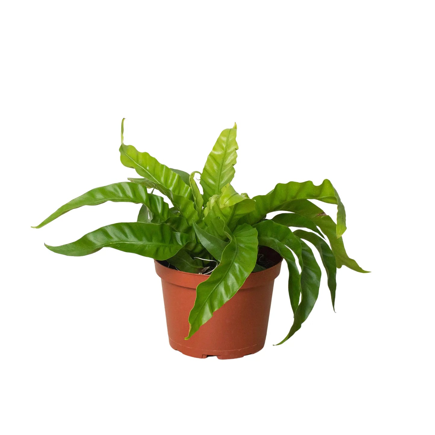 Fern 'Bird's Nest Hurricane' HouseplantExperience.com