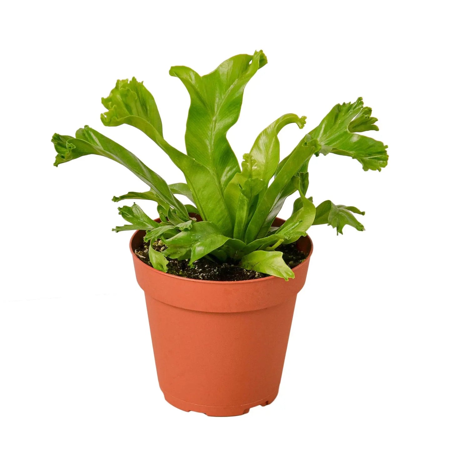 Fern 'Birds Nest Leslie' HouseplantExperience.com