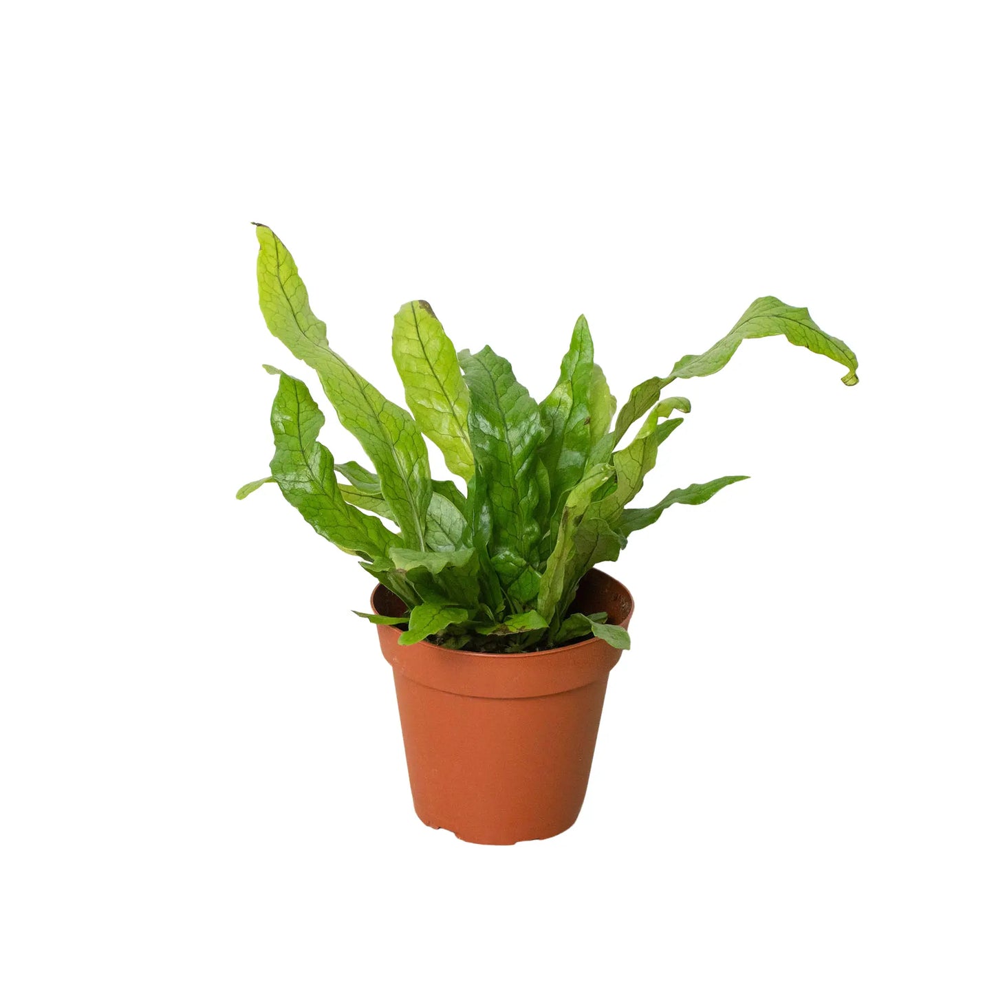 Fern 'Crocodile' Fern, Crocodile Fern, Microsorum Musifolium, HouseplantExperience.com