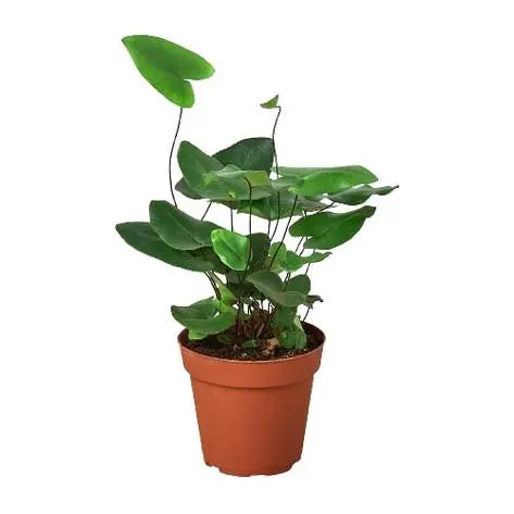 Fern 'Heart' HouseplantExperience.com