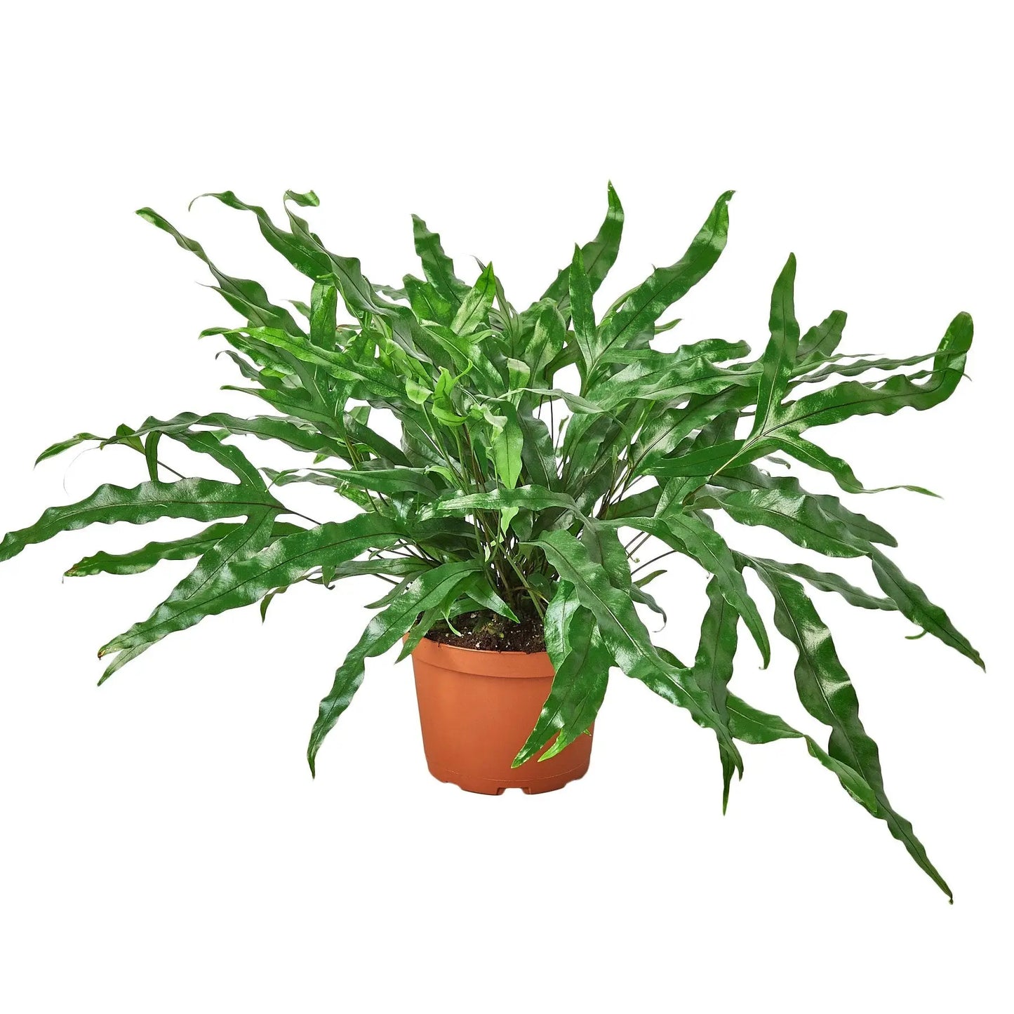 Fern 'Kangaroo Paw' HouseplantExperience.com