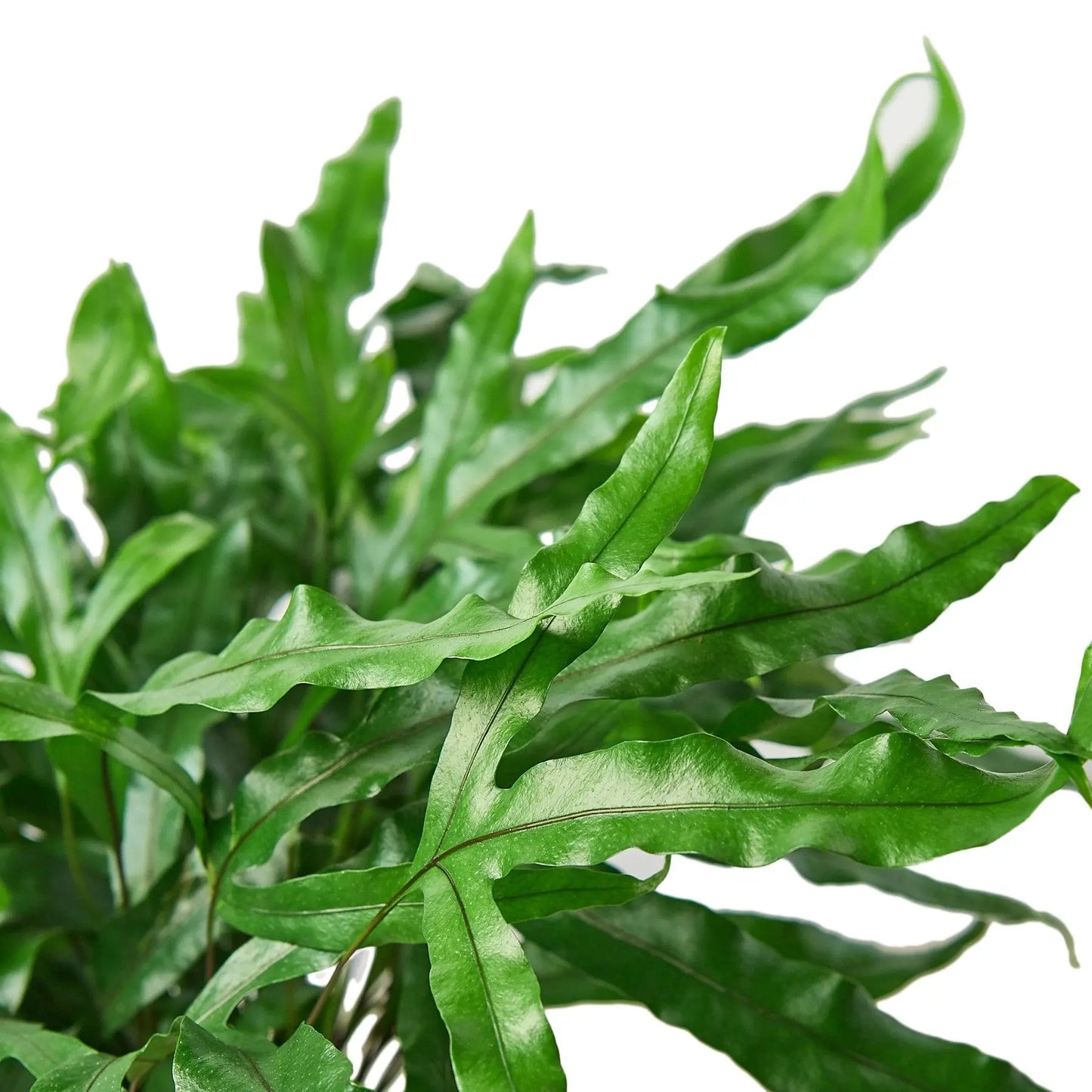 Fern 'Kangaroo Paw' HouseplantExperience.com