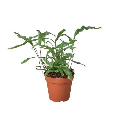 Fern 'Kangaroo Paw' HouseplantExperience.com