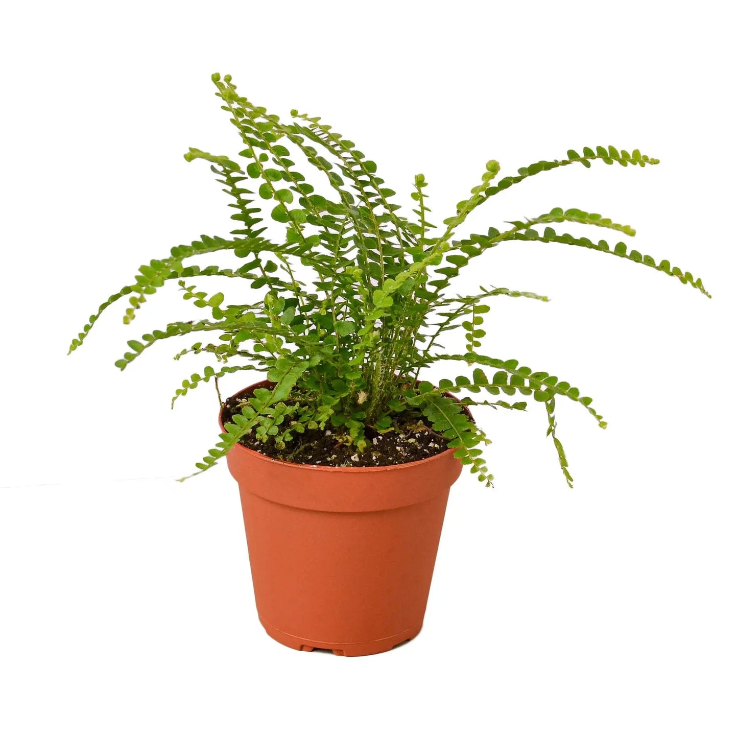 Fern Lemon Button Fern Lemon Button HouseplantExperience.com