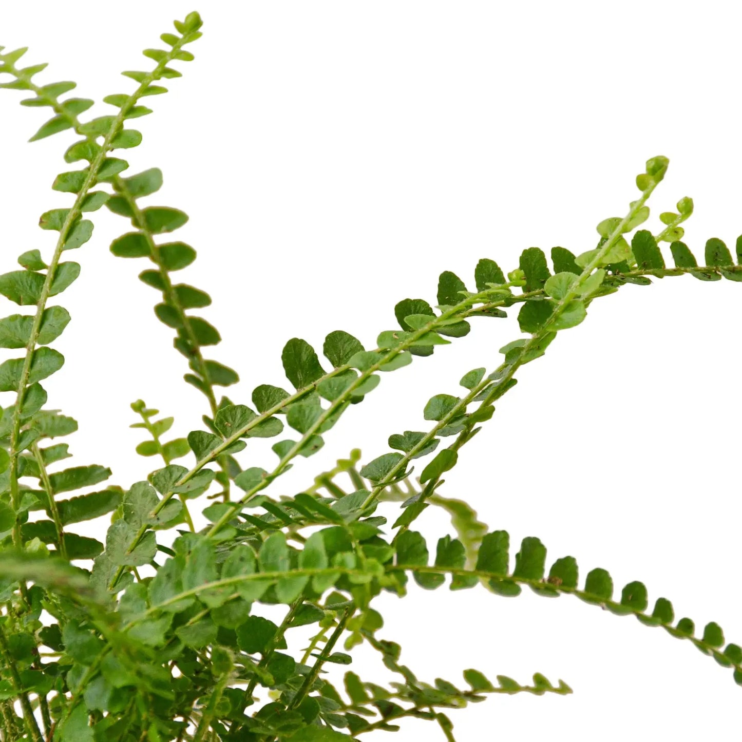 Fern Lemon Button Fern Lemon Button HouseplantExperience.com