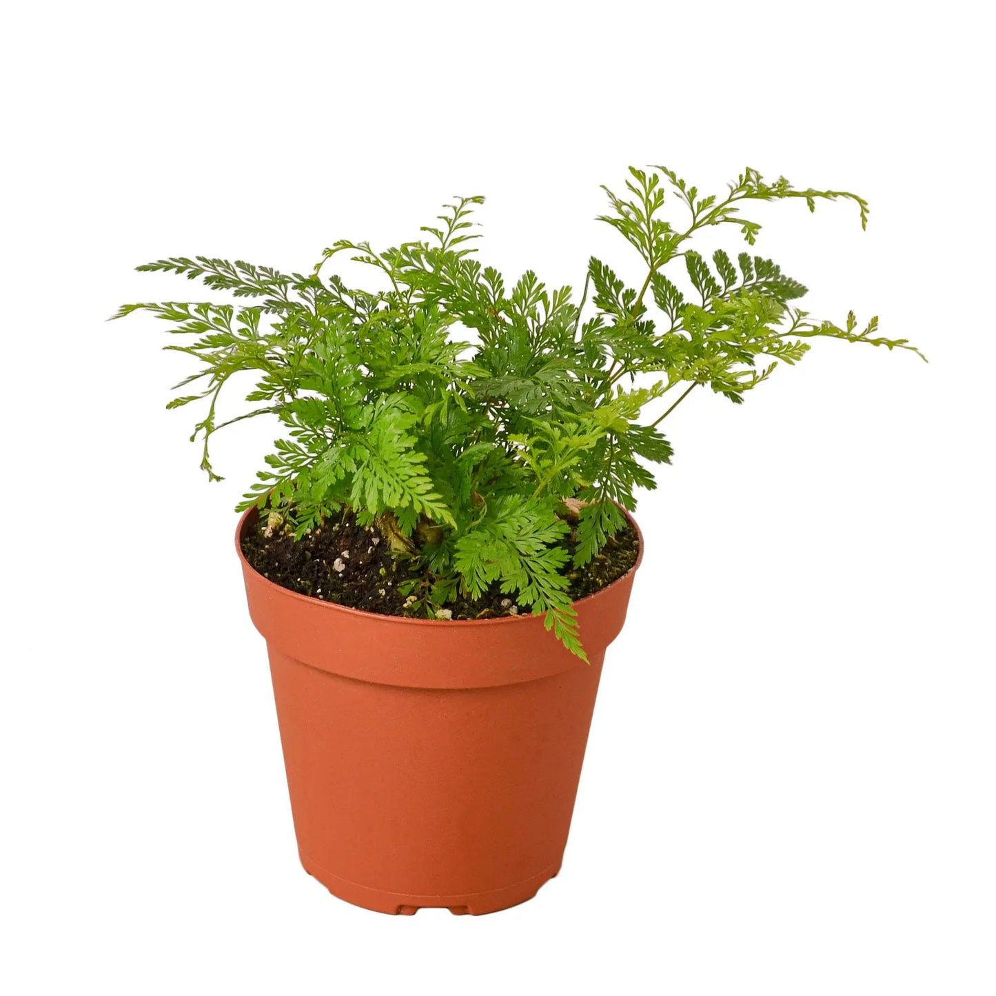 Fern 'Rabbit's Foot' HouseplantExperience.com