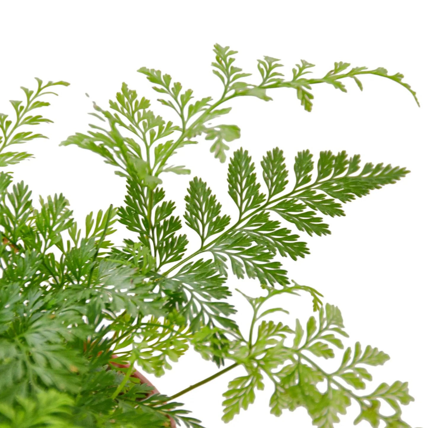 Fern 'Rabbit's Foot' HouseplantExperience.com