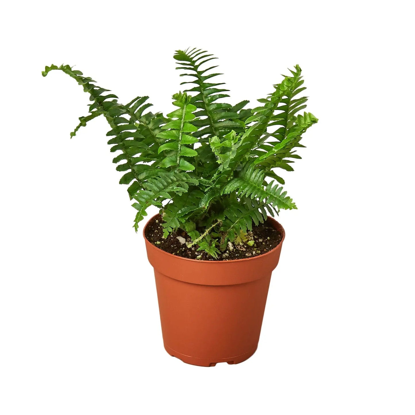 Fern Jester's Crown Fern Jester's Crown HouseplantExperience.com