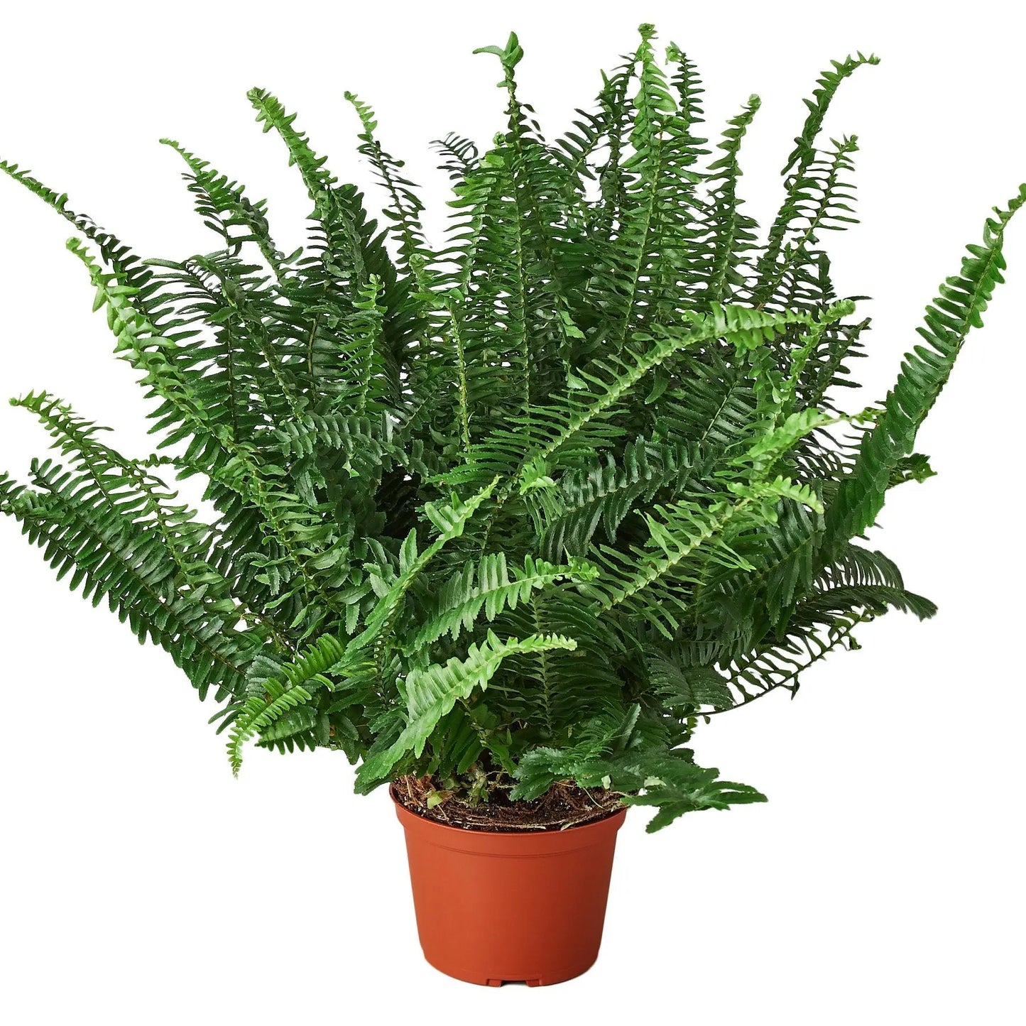 Fern Jester's Crown Fern Jester's Crown HouseplantExperience.com
