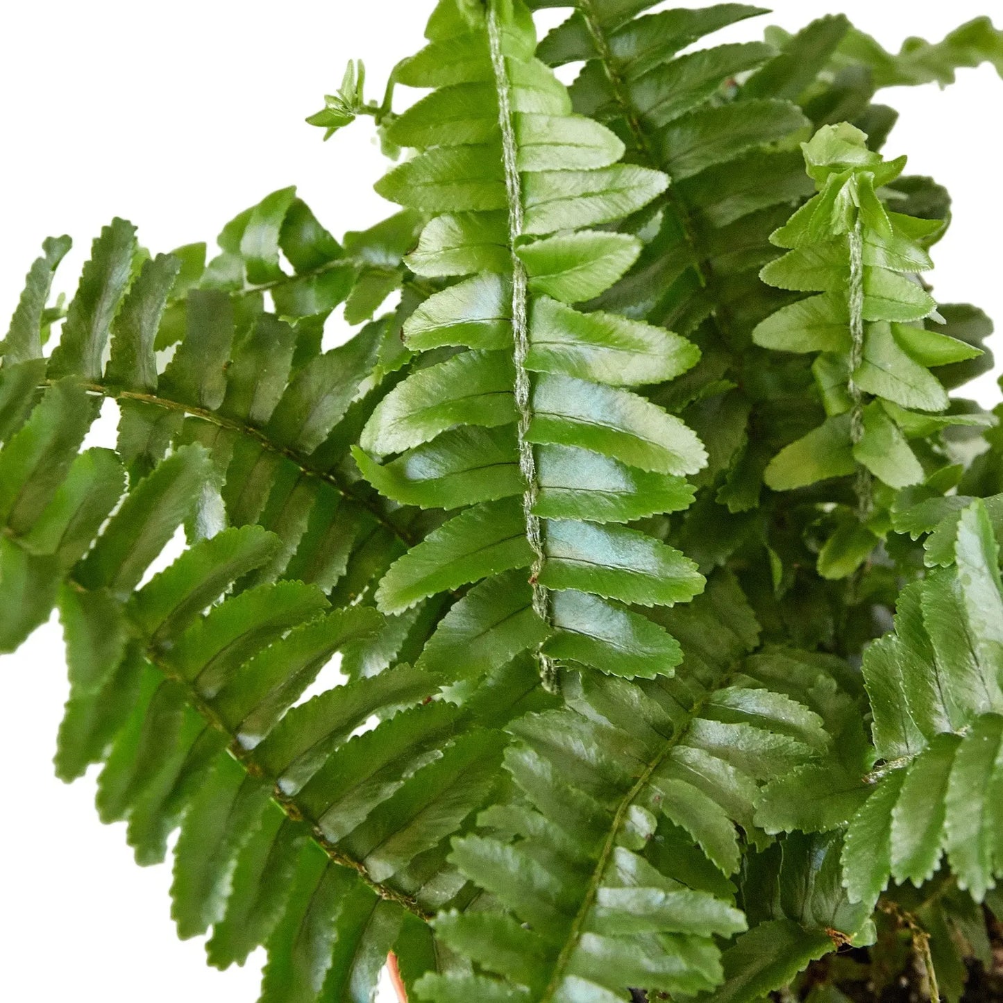 Fern Jester's Crown Fern Jester's Crown HouseplantExperience.com