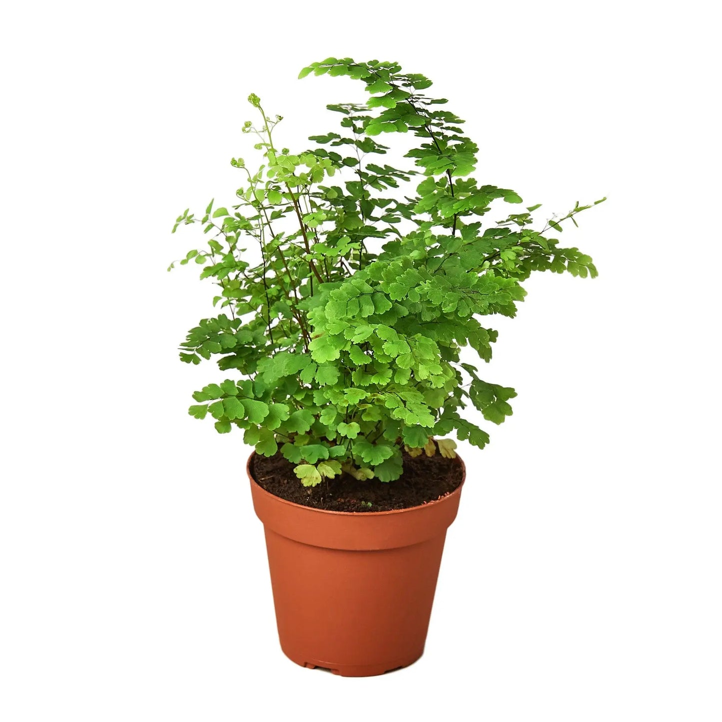 Fern Maidenhair HouseplantExperience.com