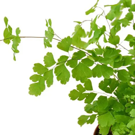 Fern Maidenhair HouseplantExperience.com