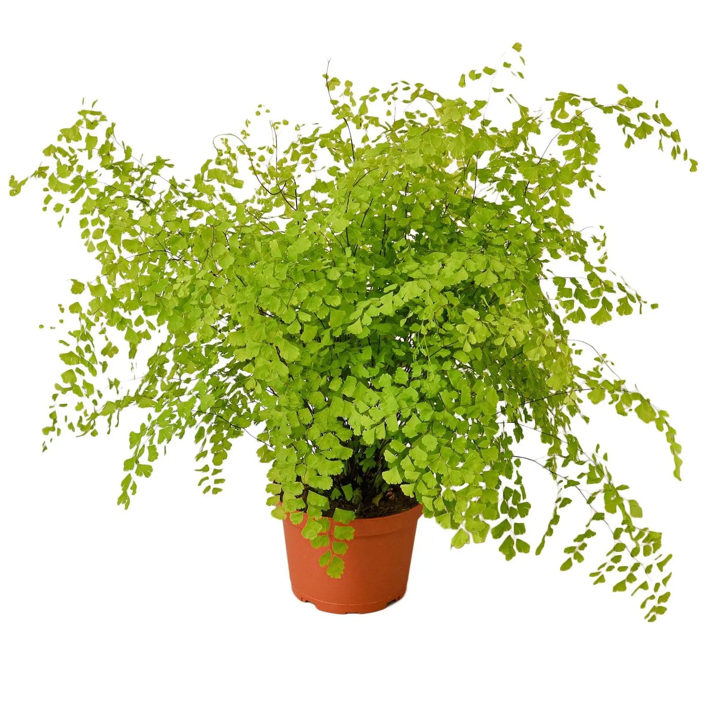Fern Maidenhair HouseplantExperience.com