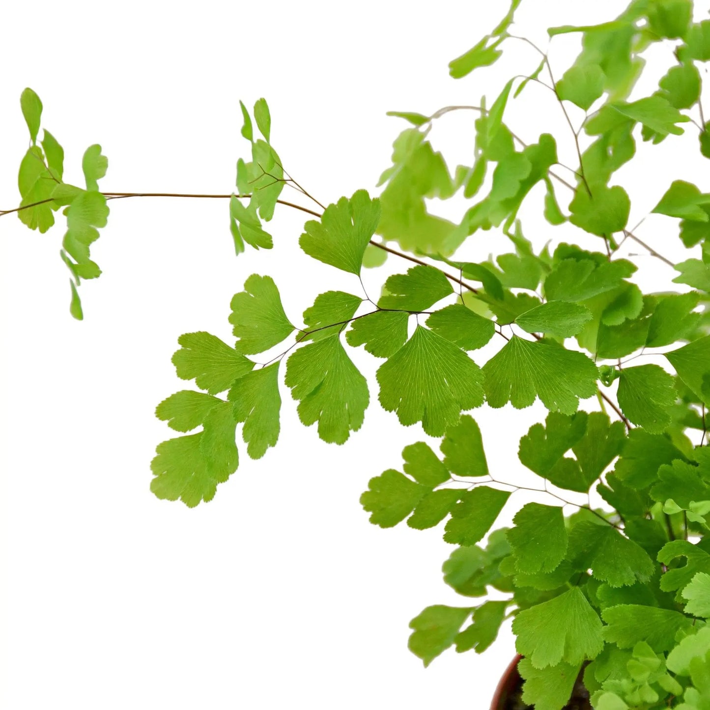 Fern Maidenhair HouseplantExperience.com