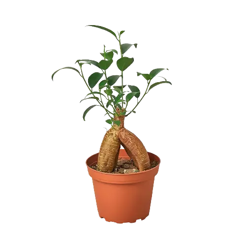 Ficus Ginseng Ficus Ginseng HouseplantExperience.com