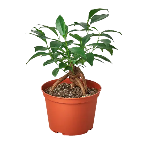 Ficus Ginseng Ficus Ginseng HouseplantExperience.com