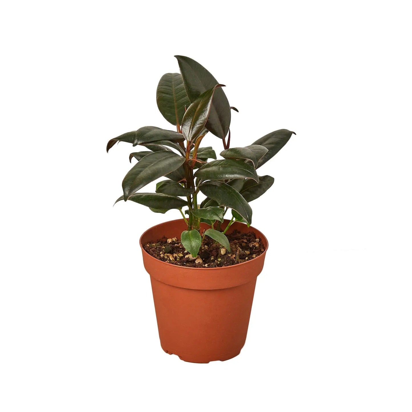 Ficus Elastica 'Burgundy' HouseplantExperience.com