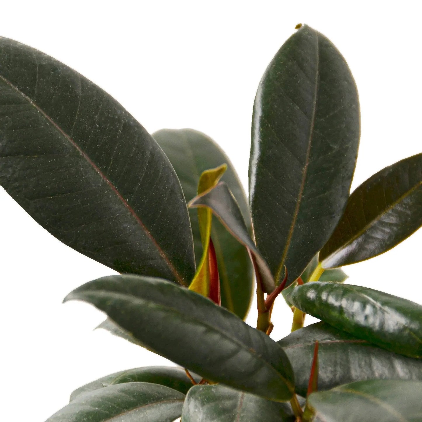 Ficus Elastica 'Burgundy' HouseplantExperience.com