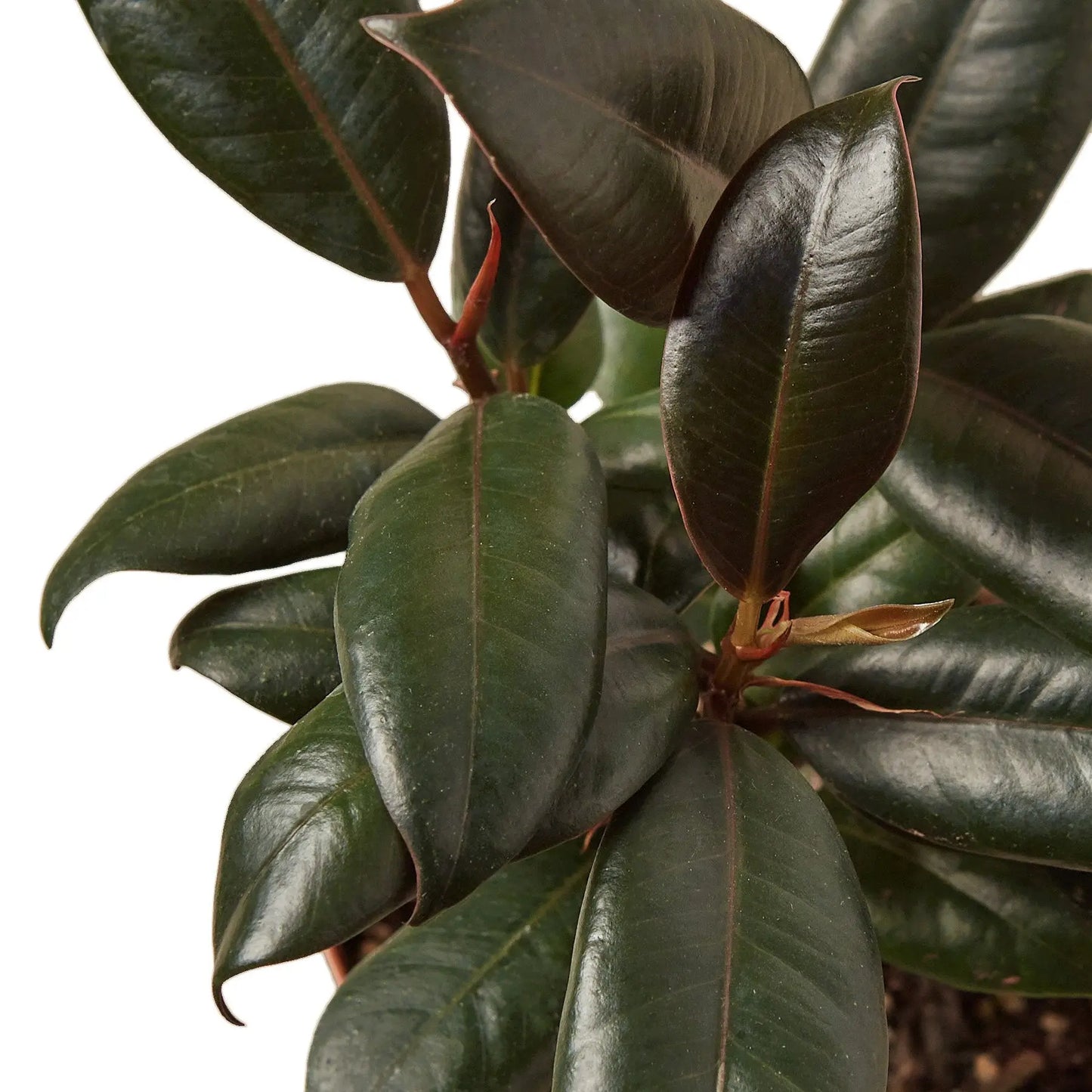 Ficus Elastica 'Burgundy' HouseplantExperience.com
