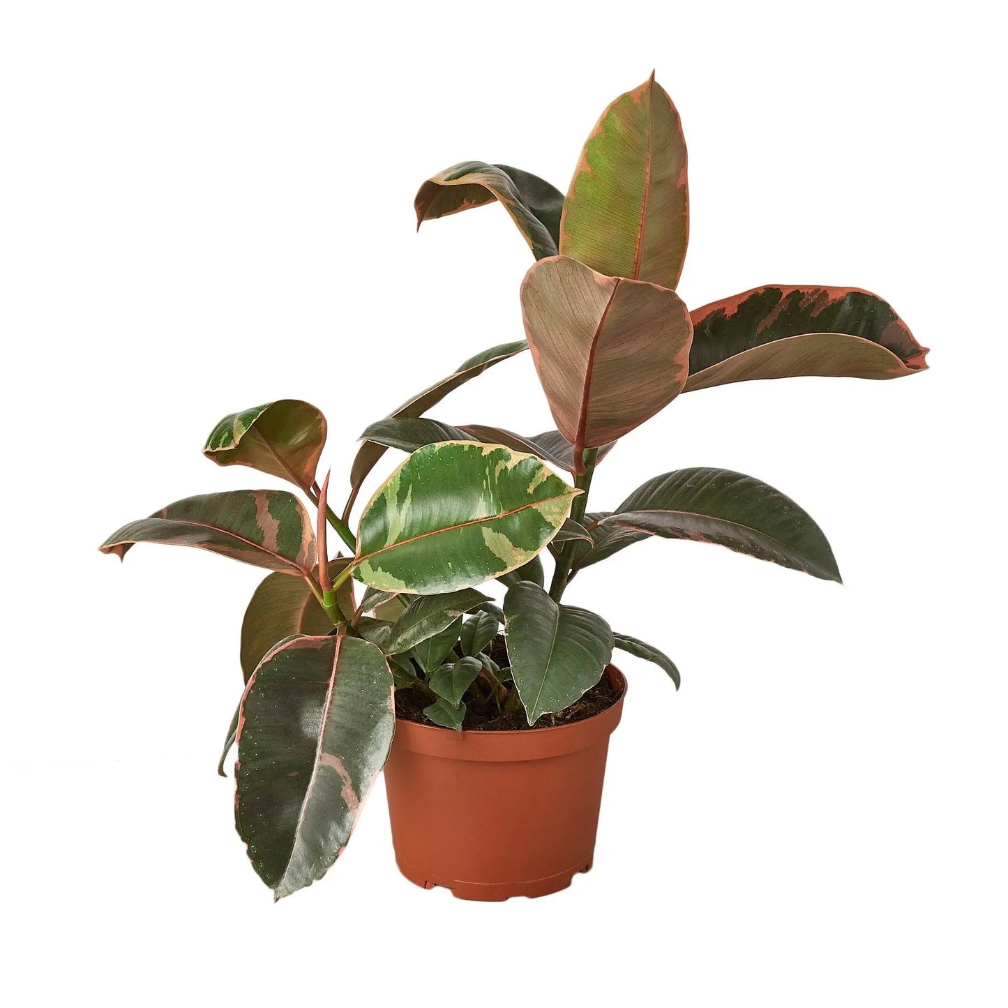 Ficus Elastica 'Ruby Pink' HouseplantExperience.com