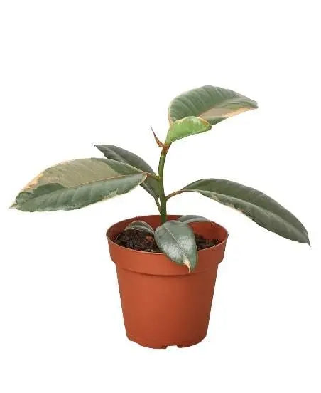 Ficus Elastica 'Ruby Pink' HouseplantExperience.com