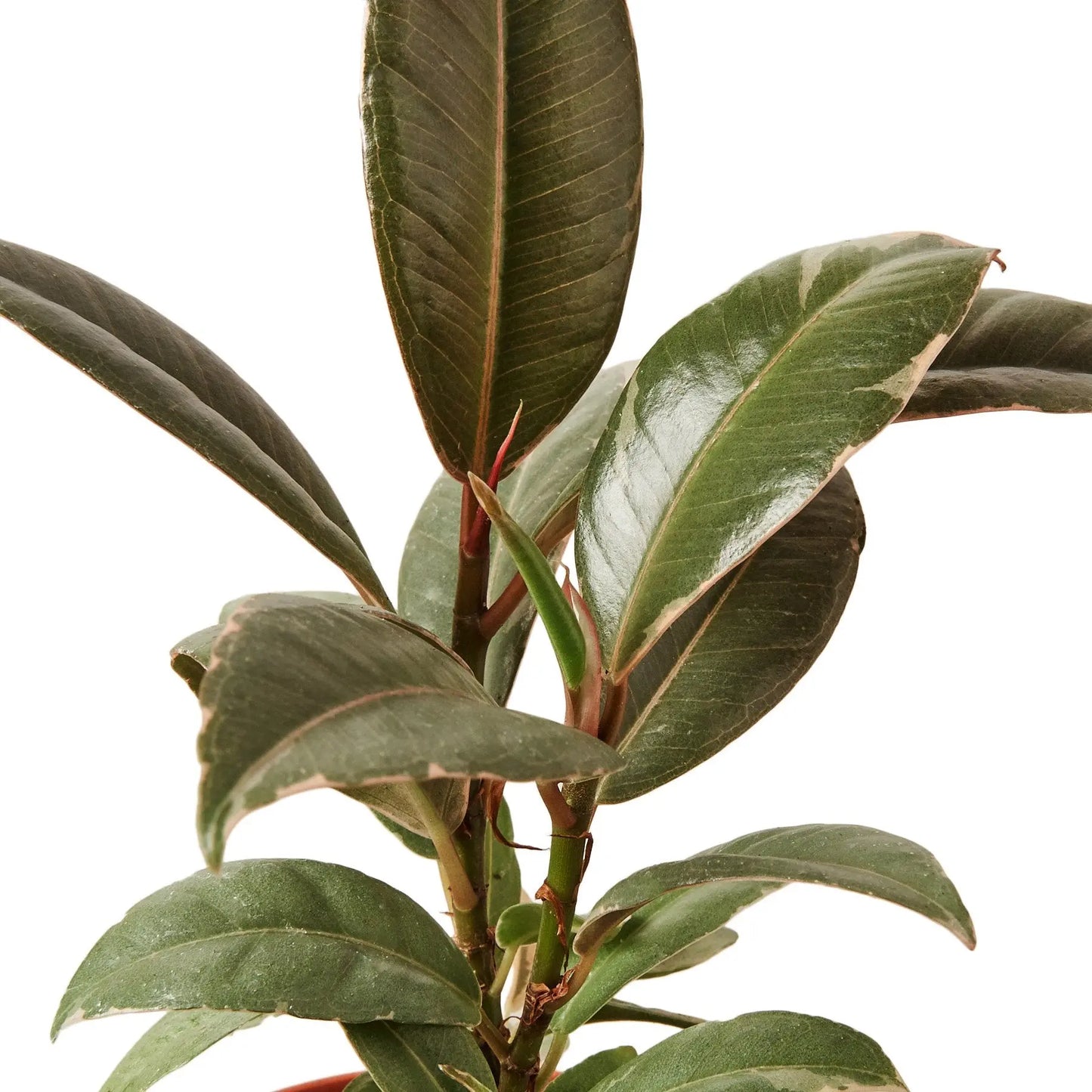 Ficus Elastica 'Tineke' HouseplantExperience.com
