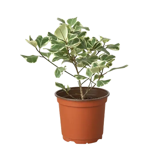 Ficus Elastica Triangularis Variegated Ficus Elastica Triangularis Variegated HouseplantExperience.com