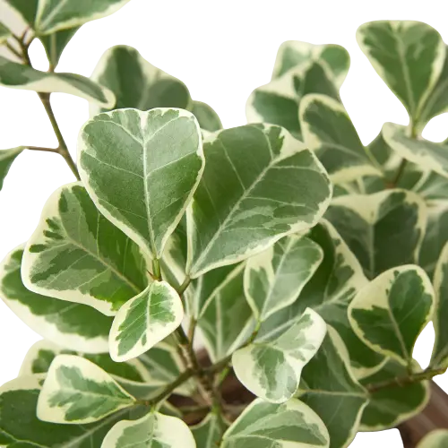 Ficus Elastica Triangularis Variegated Ficus Elastica Triangularis Variegated HouseplantExperience.com