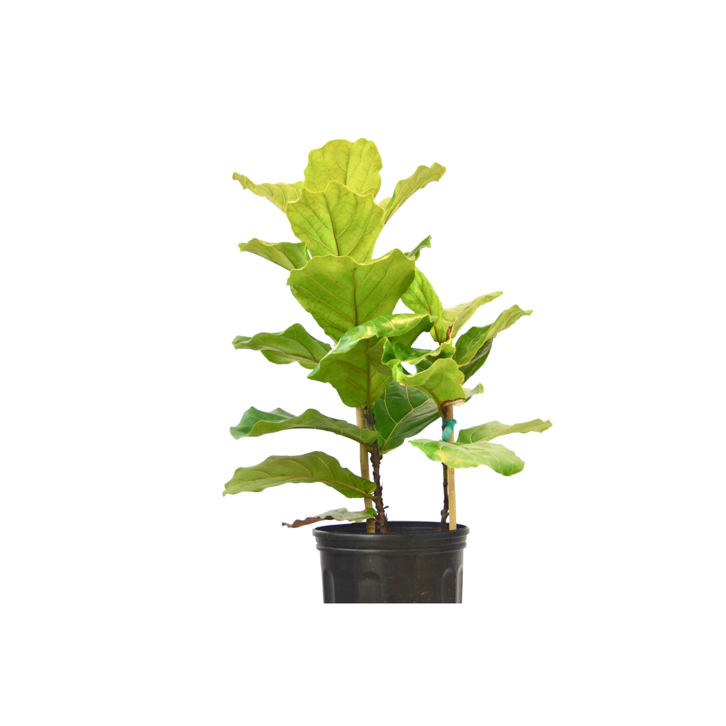 Ficus Lyrata 'Fiddle Leaf Fig' Ficus Lyrata 'Fiddle Leaf Fig' - 10 inch plant HouseplantExperience.com