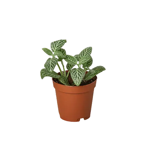 Fittonia White Nerve Plant Fittonia White Nerve Plant HouseplantExperience.com