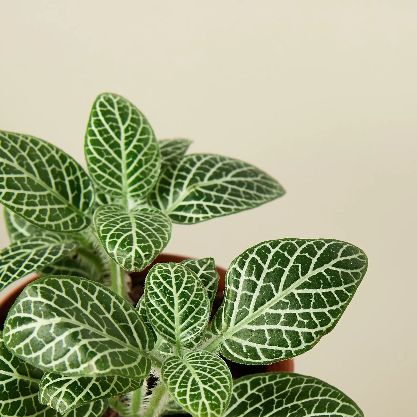 Fittonia White Nerve Plant Fittonia White Nerve Plant HouseplantExperience.com