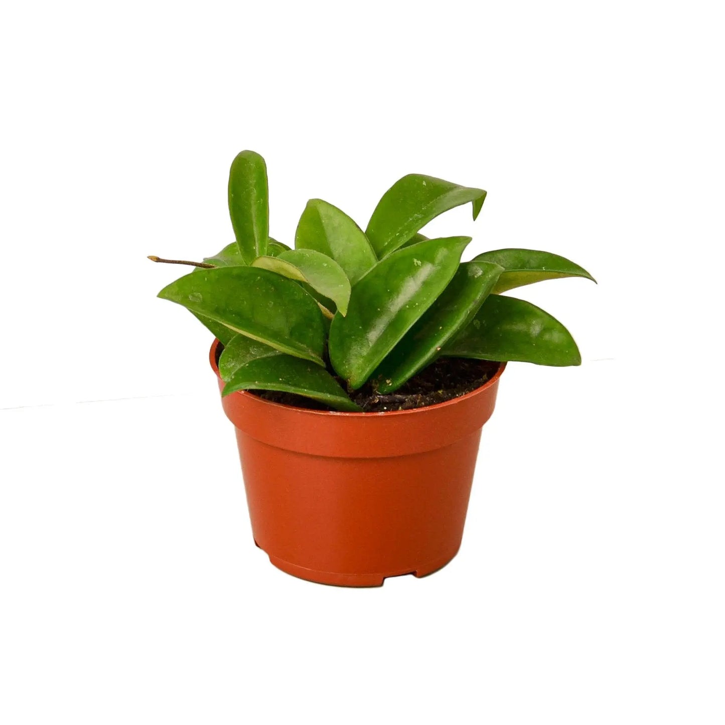Hoya Carnosa HouseplantExperience.com