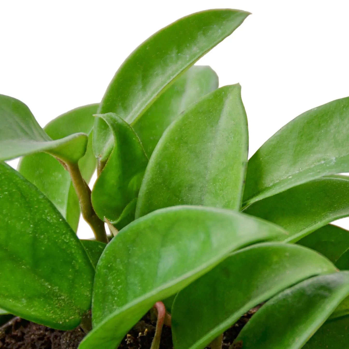 Hoya Carnosa HouseplantExperience.com